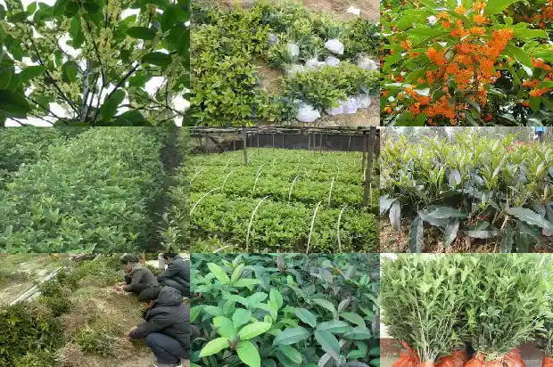 四季桂花的花能吃吗1682130863669