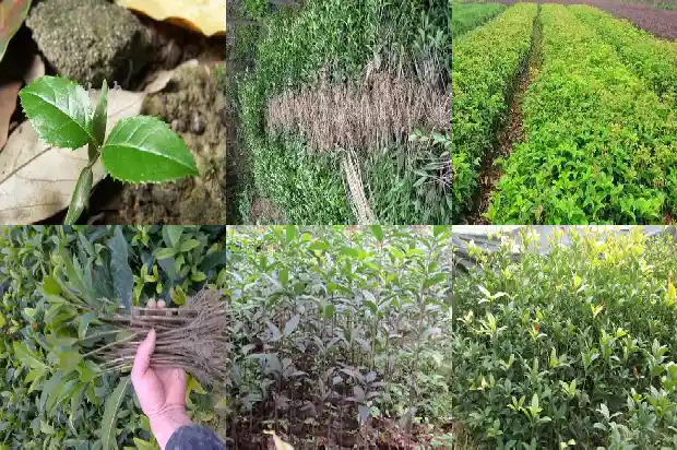 四季桂花开花期多长1682130914672
