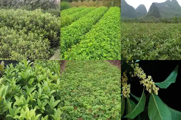 四季桂花开花期多长1682130914719