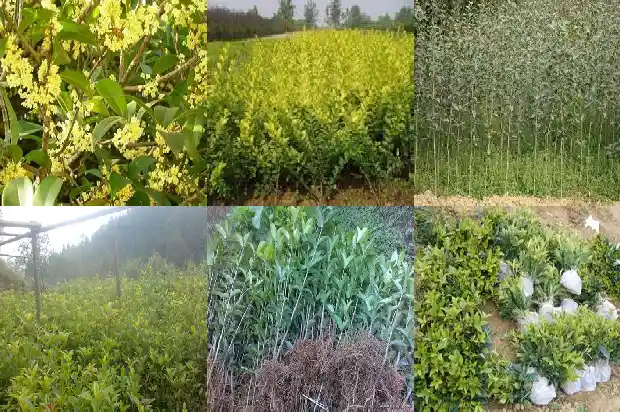 四季桂花开花期是几月1682130954145