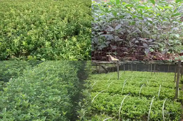 四季桂花开花期是几月1682130954191