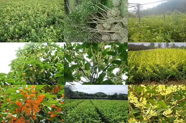 四季桂花开花期是几月1682130954238