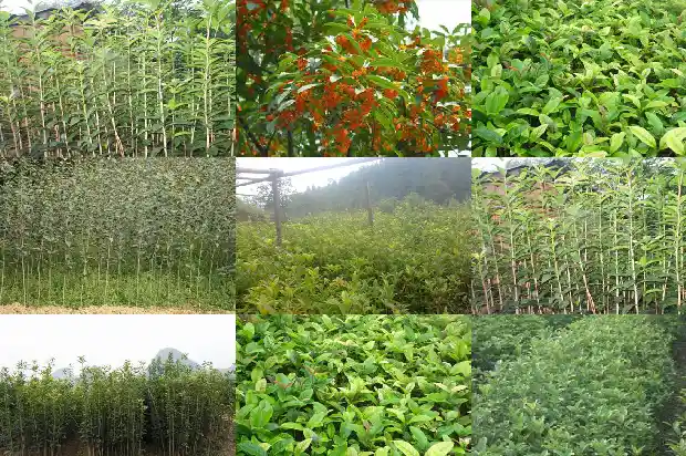 四季桂花开花期是几月1682130954285