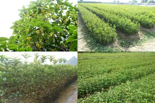 桂花红茶会上火吗1689467780155