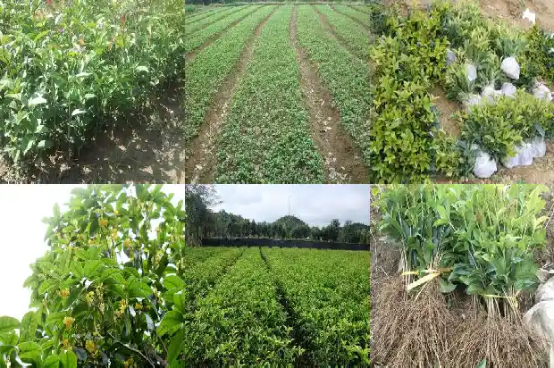 四季桂花每年什么时候开花呢1682131033822