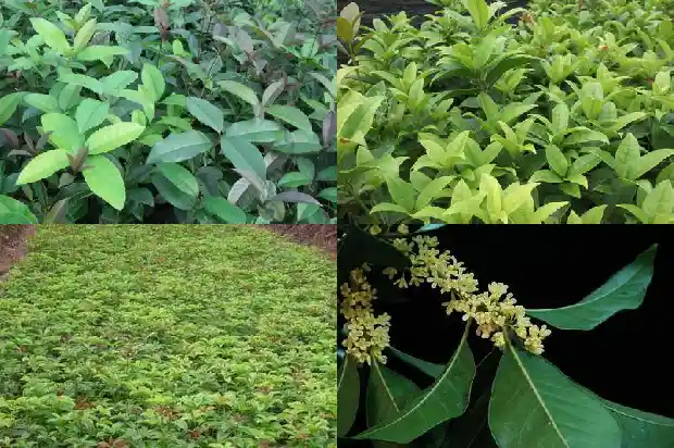 四季桂花每年什么时候开花呢1682131033914