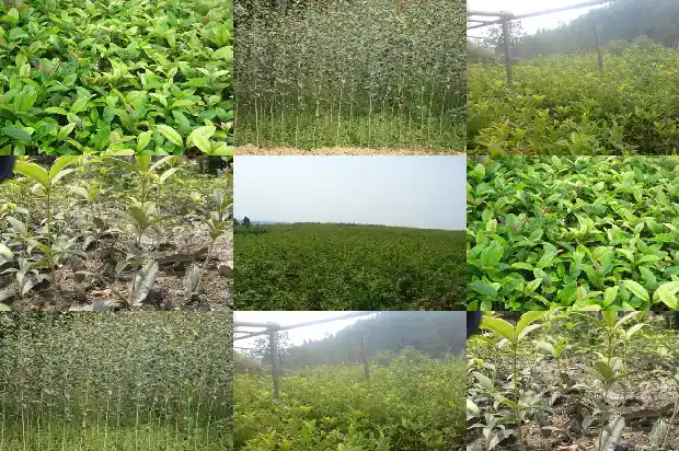 四季桂花几月开花盆栽1682131063328