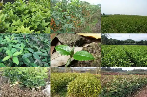 四季桂花几月开花啊1682131094828