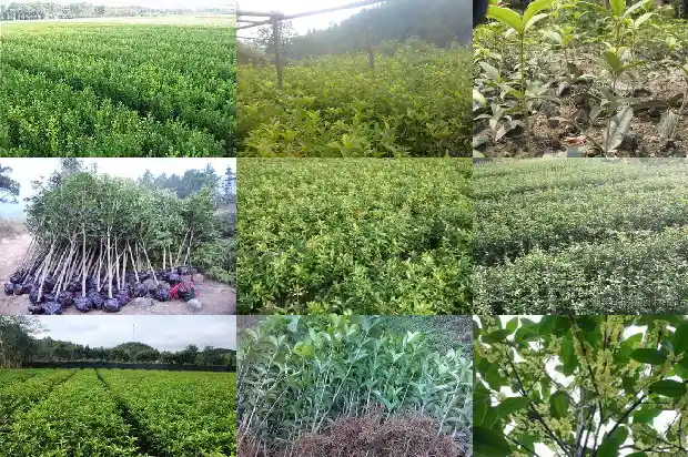四季桂花几月开花啊1682131094875