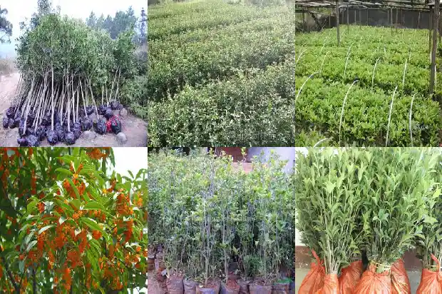 四季桂花多久开花一次1682131122364