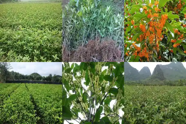 四季桂花一年四季开花吗1682131152422