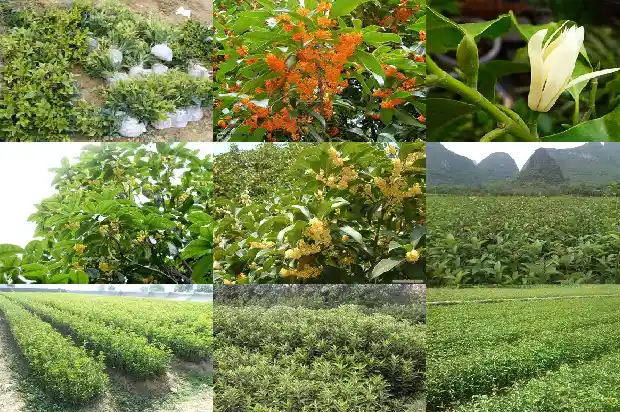 四季桂花是什么季节开的1682131183937