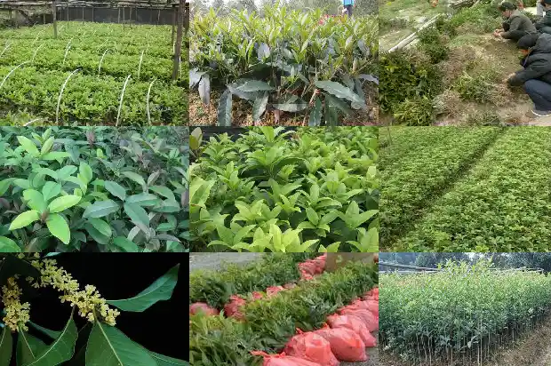 四季桂花是什么季节开的1682131184033