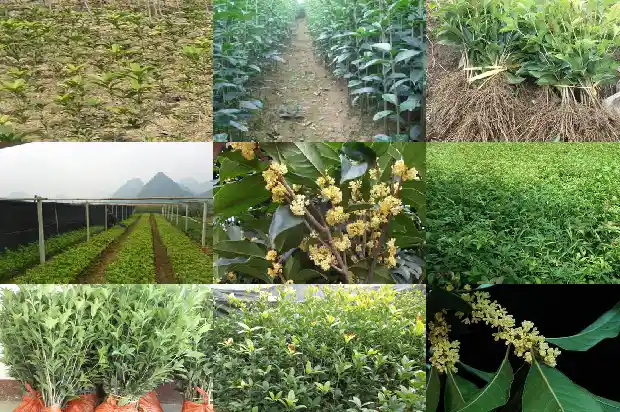 四季桂花是什么季节开的1682131184081
