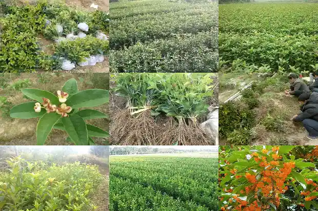 怎么让桂花树提前开花结果呢1682131211442