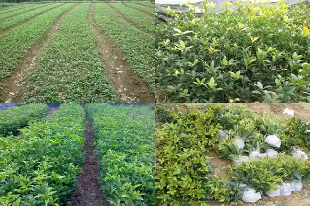 桂花树先开花还是先结果1682131243203