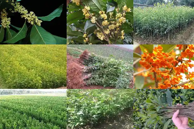 桂花树先开花还是先结果1682131243250