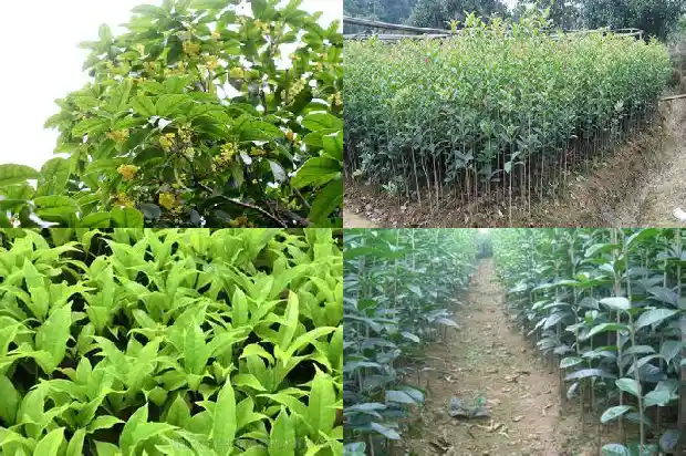 怎么让桂花树提前开花不掉叶子1682131272847