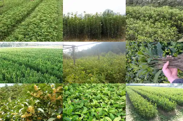 怎么让桂花树提前开花不掉叶子1682131272894
