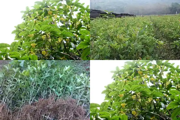 怎么让桂花树提前开花不掉叶子1682131272940