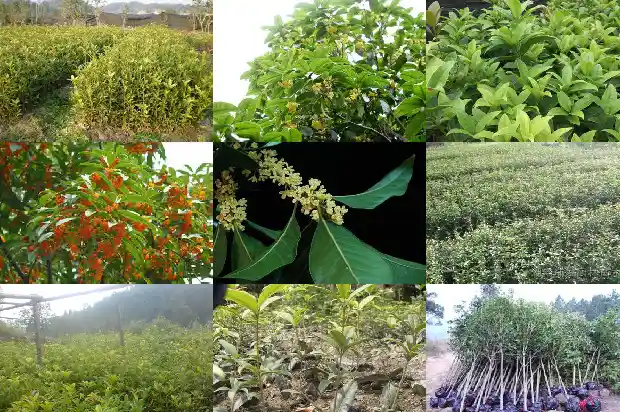 桂花树修剪后不开花怎么办1682131304729
