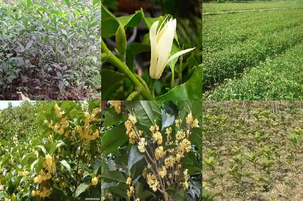 桂花树修剪后不开花怎么办1682131304775
