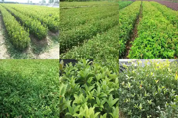 怎么样才能让桂花树开花1682131332220