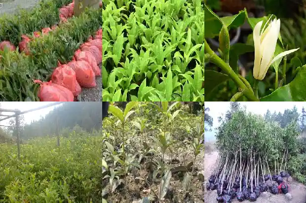 怎么才能让桂花树多开花1682131359479