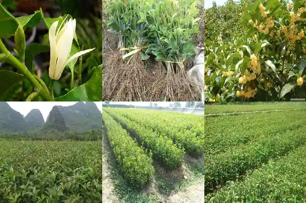 怎么才能让桂花树多开花1682131359527