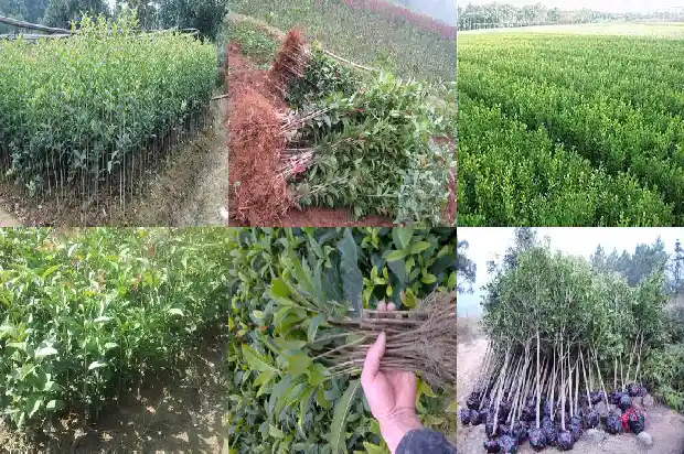 桂花树怎么能开花呢1682131386334