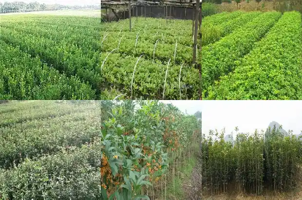 桂花树怎么能开花呢1682131386429