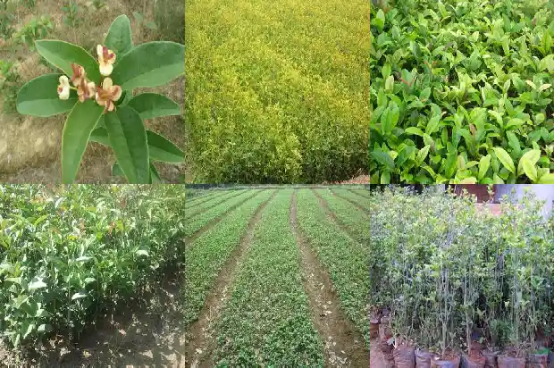 桂花树怎么能开花呢1682131386476