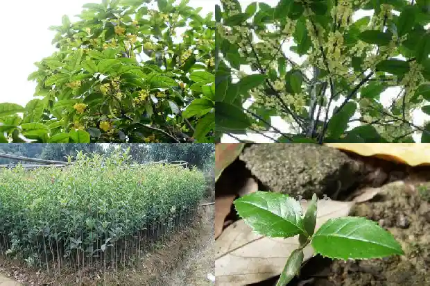 一棵桂花树能收多少桂花籽1690245182078