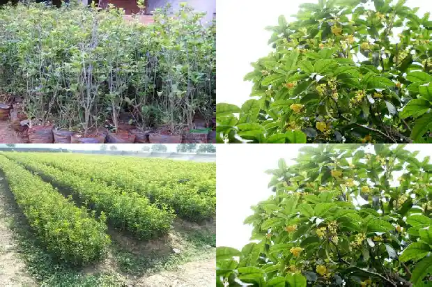 如何让桂花树开更多的花呢1682131443298