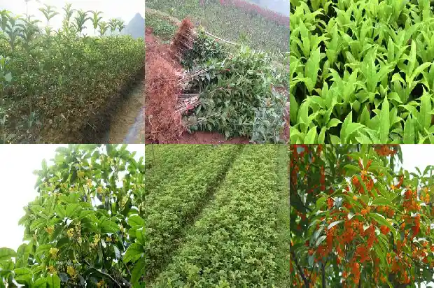 如何让桂花树开更多的花呢1682131443346