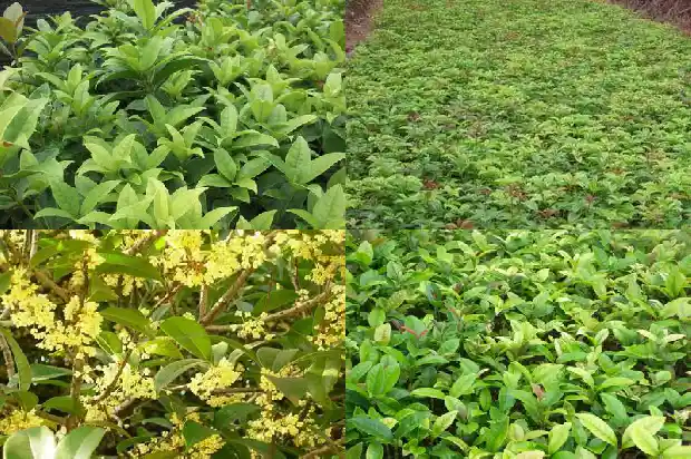 浙江桂花树苗最新价格行情1690591012740