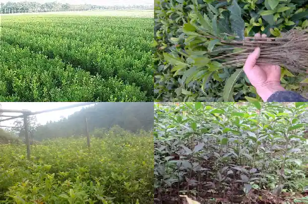 如何让桂花树开更多的花结果1682131475449