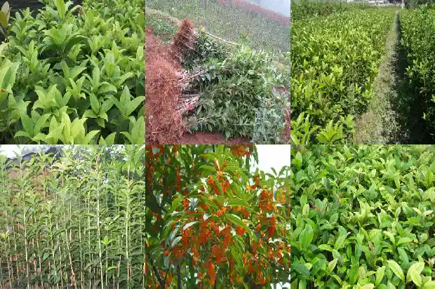 如何让桂花树开更多的花结果1682131475496