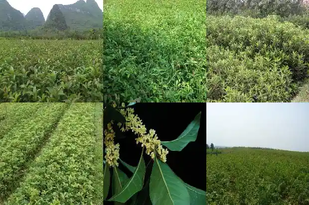 怎样让桂花树开花更多1682131532131