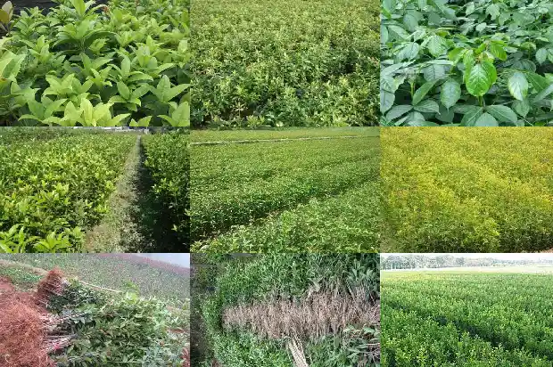 怎样让桂花树开花更多1682131532179