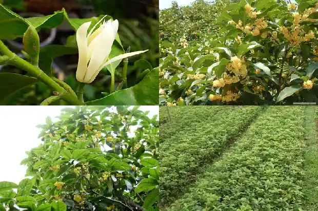 怎样让桂花树开花更多1682131532226