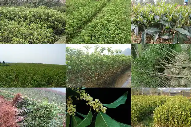 怎样才能使桂花树开花快1682131559534