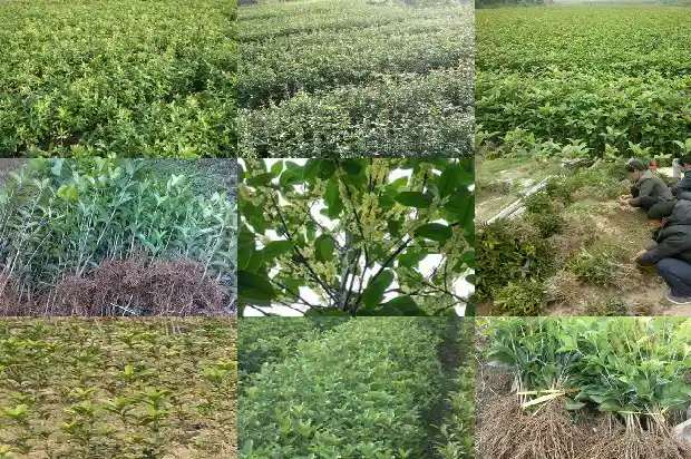 怎样才能使桂花树开花快1682131559582