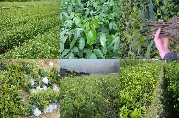 怎样才能使桂花树开花快1682131559674