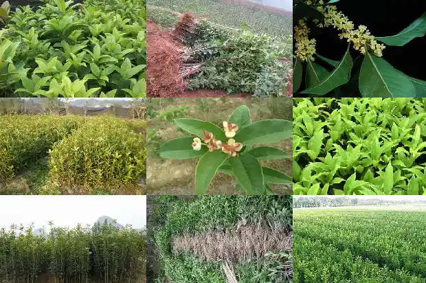 怎样能让桂花树开花1682131588728
