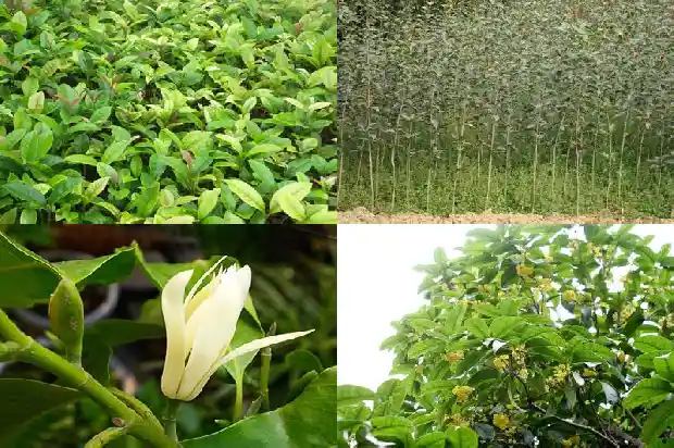 怎样能让桂花树开花1682131588776