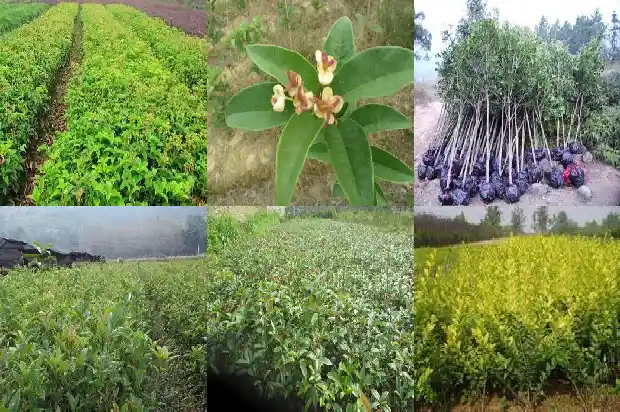 怎样能让桂花树开花1682131588823