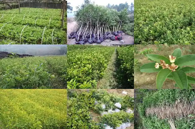 秋天的桂花什么颜色最好看1682131620459