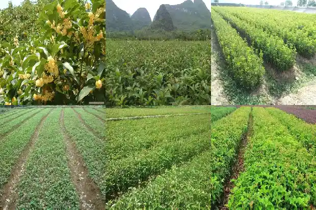 春天的桂花是什么颜色1682131652339