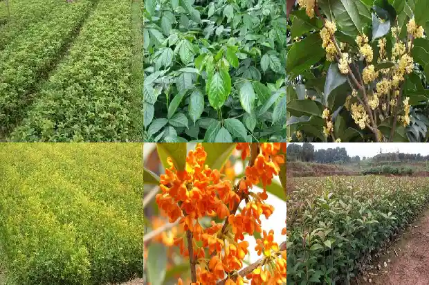 秋天的桂花都有什么颜色1682131681494